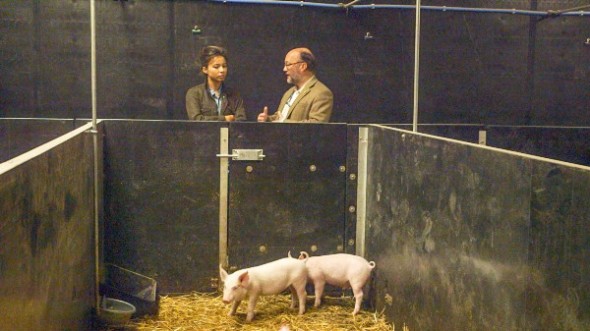 Photo: Transgenic pig at the Roslin Institute. (Courtesy of HBO)