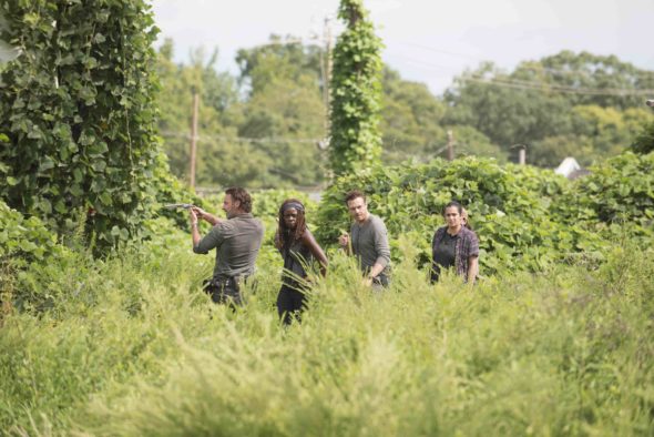 The Walking Dead TV show on AMC: season 7 (canceled or renewed?)