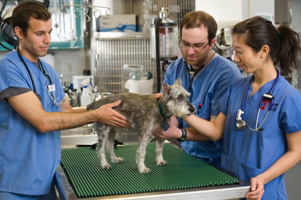 Penn Vet: Animal Planet Orders Veterinary Series - canceled + renewed