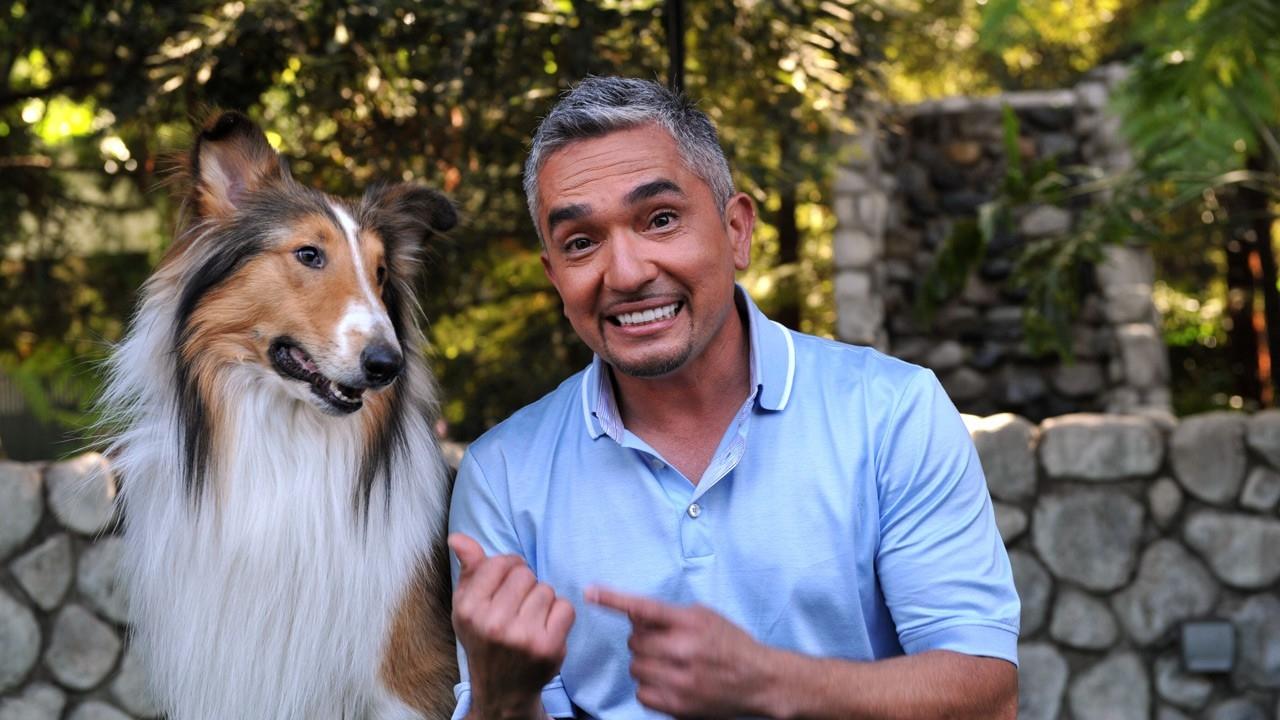 Cesar Millan's Dog Nation New Series Debuts in March on Nat Geo WILD