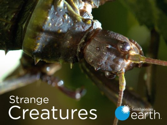 Strange Creatures TV show on Smithsonian Earth: (canceled or renewed?)