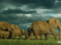 Serengeti TV show on Discovery: (canceled or renewed?)