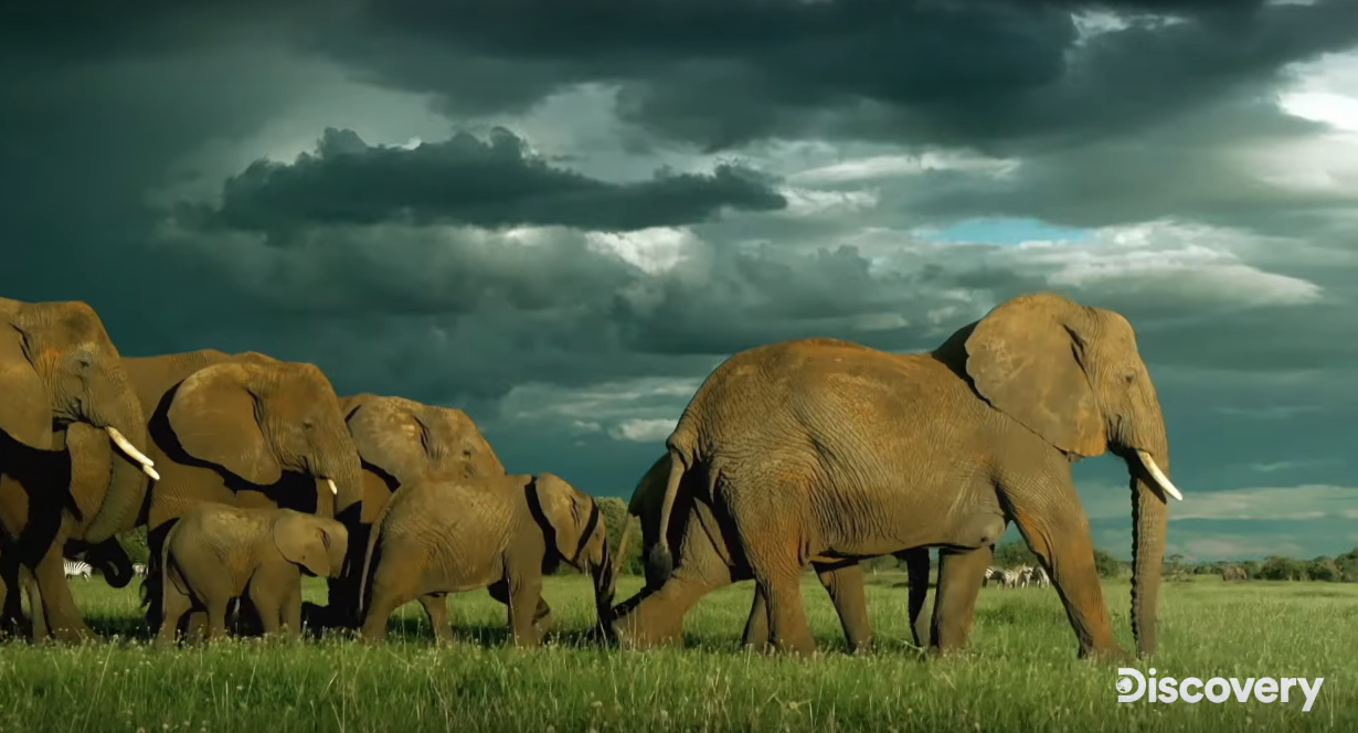 Serengeti: Discovery Series Travels to Nearly Untouched Plains of Tanzania  (Video) - canceled + renewed TV shows - TV Series Finale