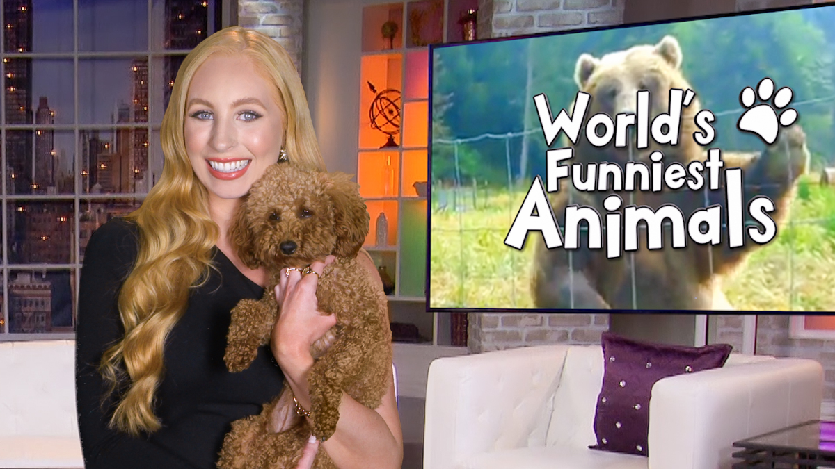 World's Funniest Animals - canceled + renewed TV shows - TV Series Finale