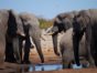 Walking with Elephants TV Show on Animal Planet: canceled or renewed?