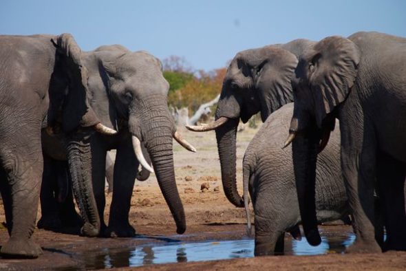 Walking with Elephants TV Show on Animal Planet: canceled or renewed?