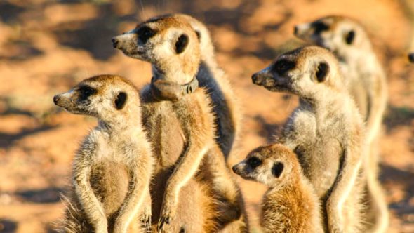 Meerkat Manor TV Show on BBC America: canceled or renewed?