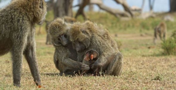 Serengeti Season Two Of Animal Series Coming To Discovery Channel Canceled Renewed Tv Shows Tv Series Finale