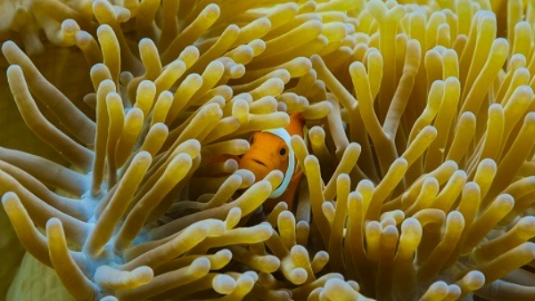 #Meet the Planets, Diana, Surviving Pompeii, Real Finding Nemo: National Geographic Announces New Series