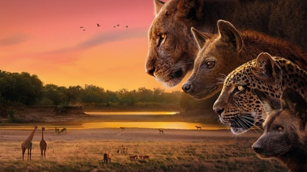 Kingdom: BBC America and AMC+ Set Premiere for Epic Natural History Series