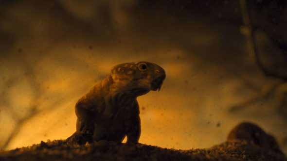 Surviving Earth TV Show on NBC: canceled or renewed?