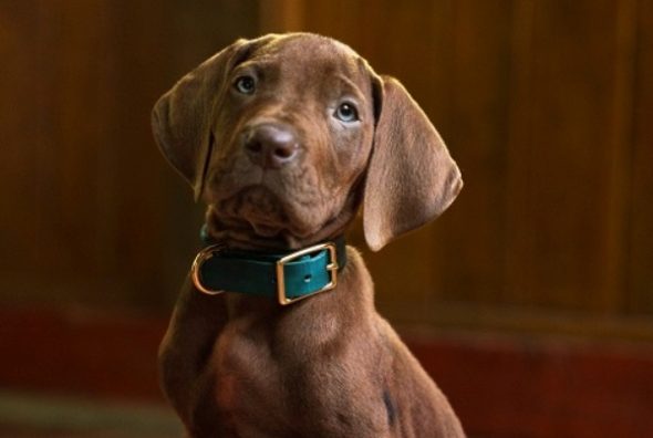 Scooby-Doo Origins TV Show on Netflix: canceled or renewed?