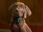 Scooby-Doo Origins TV Show on Netflix: canceled or renewed?